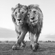 Image for article titled See Some of the Year's Best Nature Photos